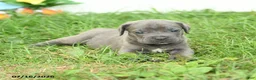 Cane Corso dogs for sale: River - Ad 5