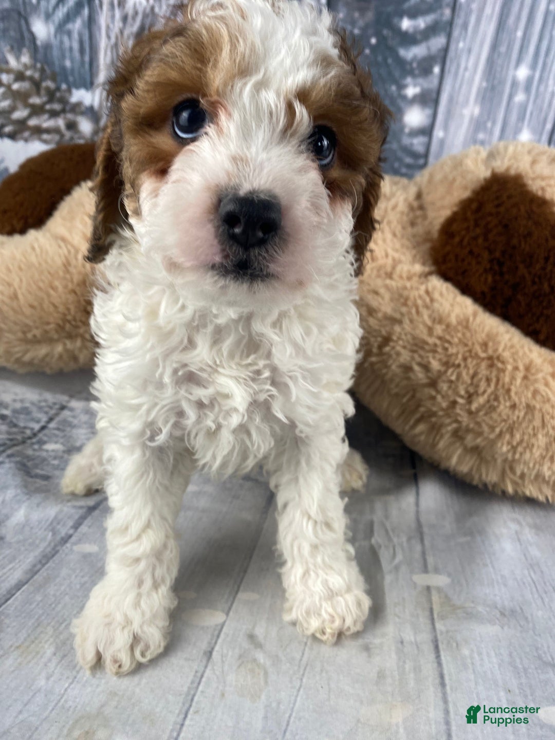 Cavapoo dogs for sale: Colt - Ad 6