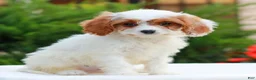 Cavapoo dogs for sale: Hudson  - Ad 3