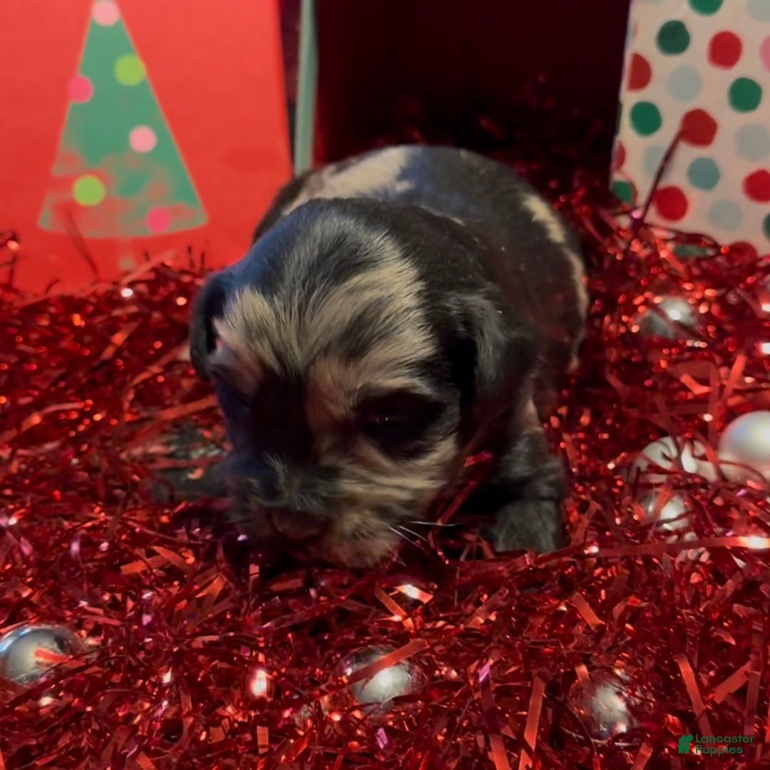 Mini Goldendoodle dogs for sale: Nancy - Ad 3