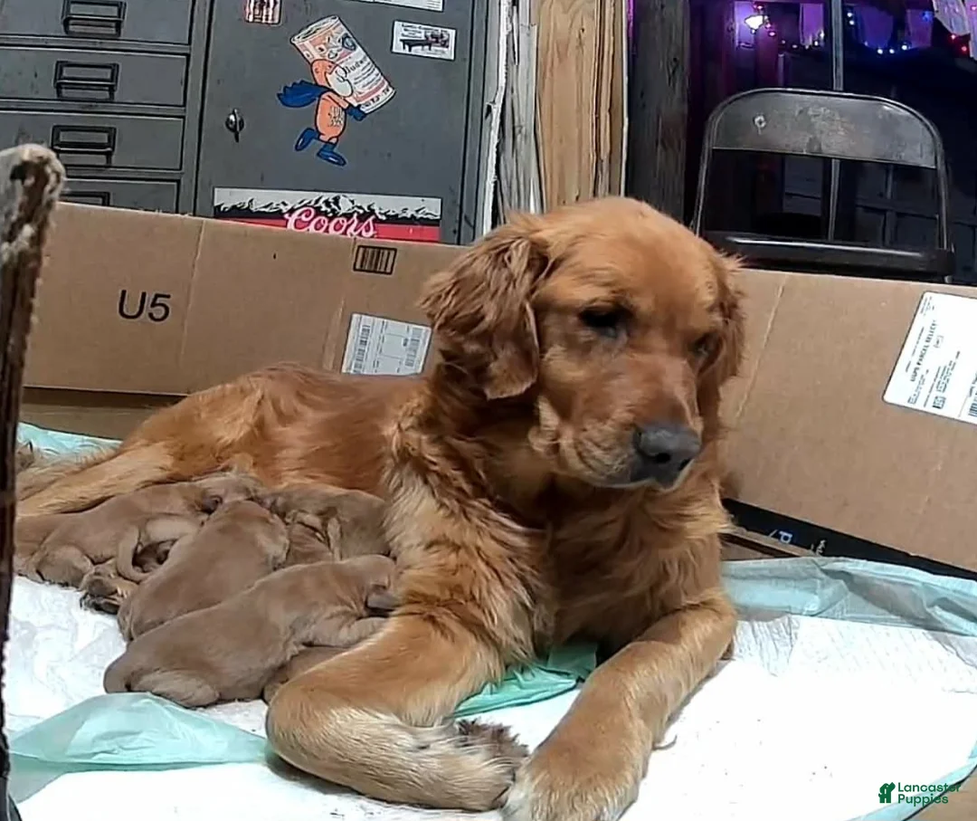 Golden Retriever dogs for sale: Golden Retriever Puppy 4 - Ad 2