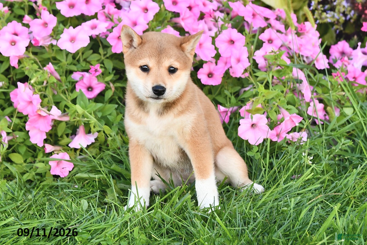 Shiba Inu dogs Kathyn - Ad 2