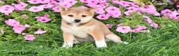 Shiba Inu dogs for sale: Kathyn - Ad 2