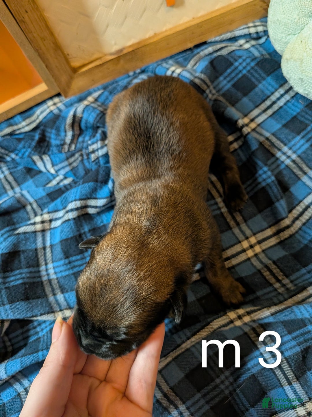 Belgian Malinois dogs for sale: Belgian Malinois Puppy 3 - Ad 2