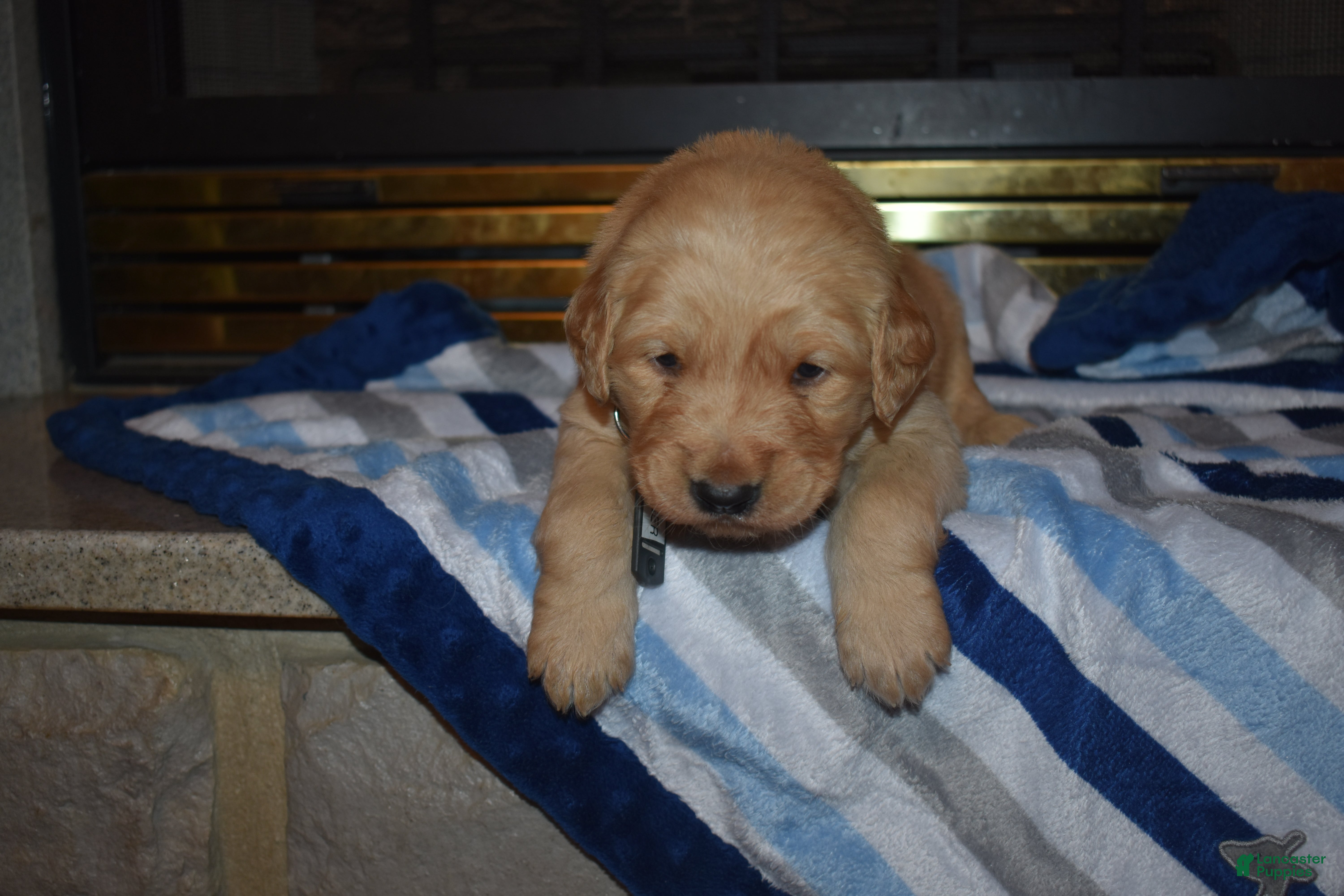 Golden Retriever dogs Charger - Ad 9