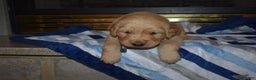 Golden Retriever dogs for sale: Charger - Ad 1