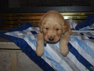 Golden Retriever dogs Charger - Ad 9