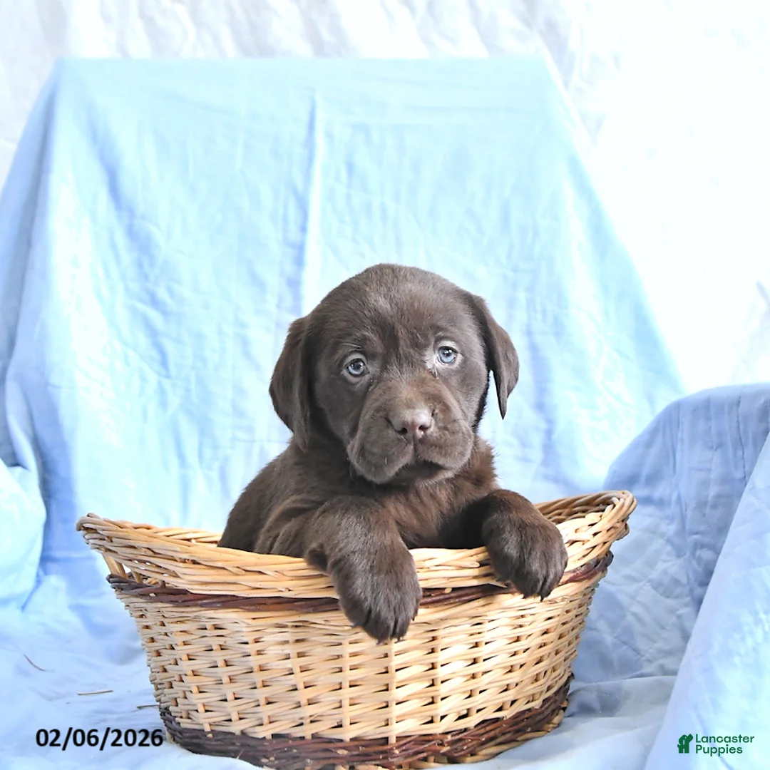 Labrador Retriever dogs for sale: Diana - Ad 1