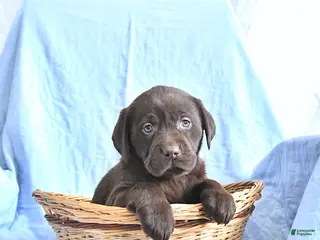 Labrador Retriever dogs Diana - Ad 28