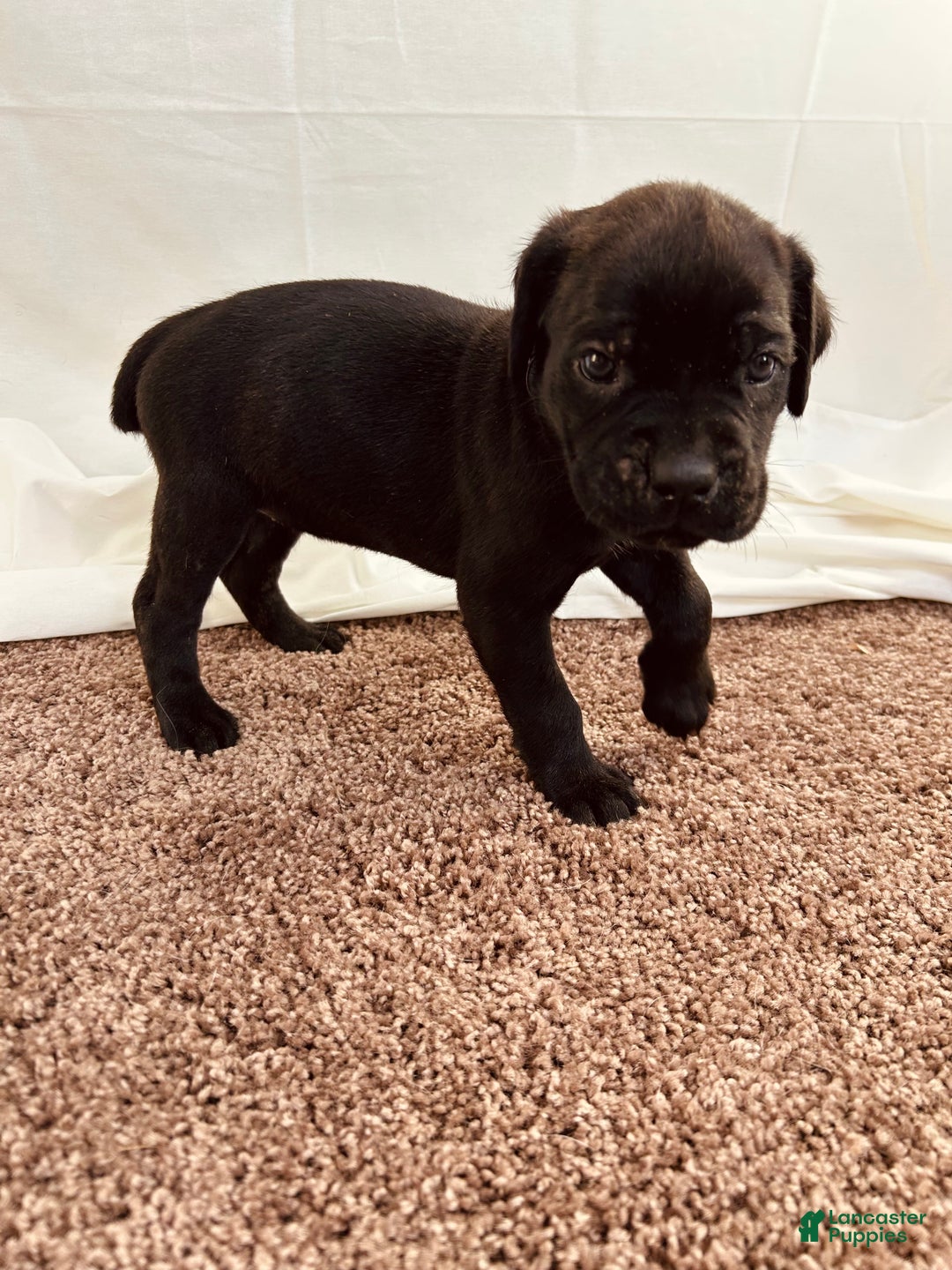 Cane Corso dogs for sale: Athena  - Ad 2