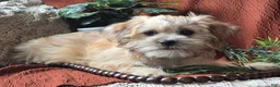 Mixed Breed dogs for sale: Teddy  - Ad 4