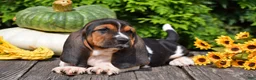 Basset Hound dogs for sale: Landon - Ad 5