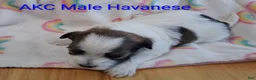 Havanese dogs for sale: Red Sable&White Parti Male - Ad 4