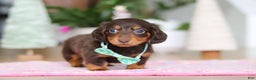 Miniature Dachshund dogs for sale: Robin - Ad 3