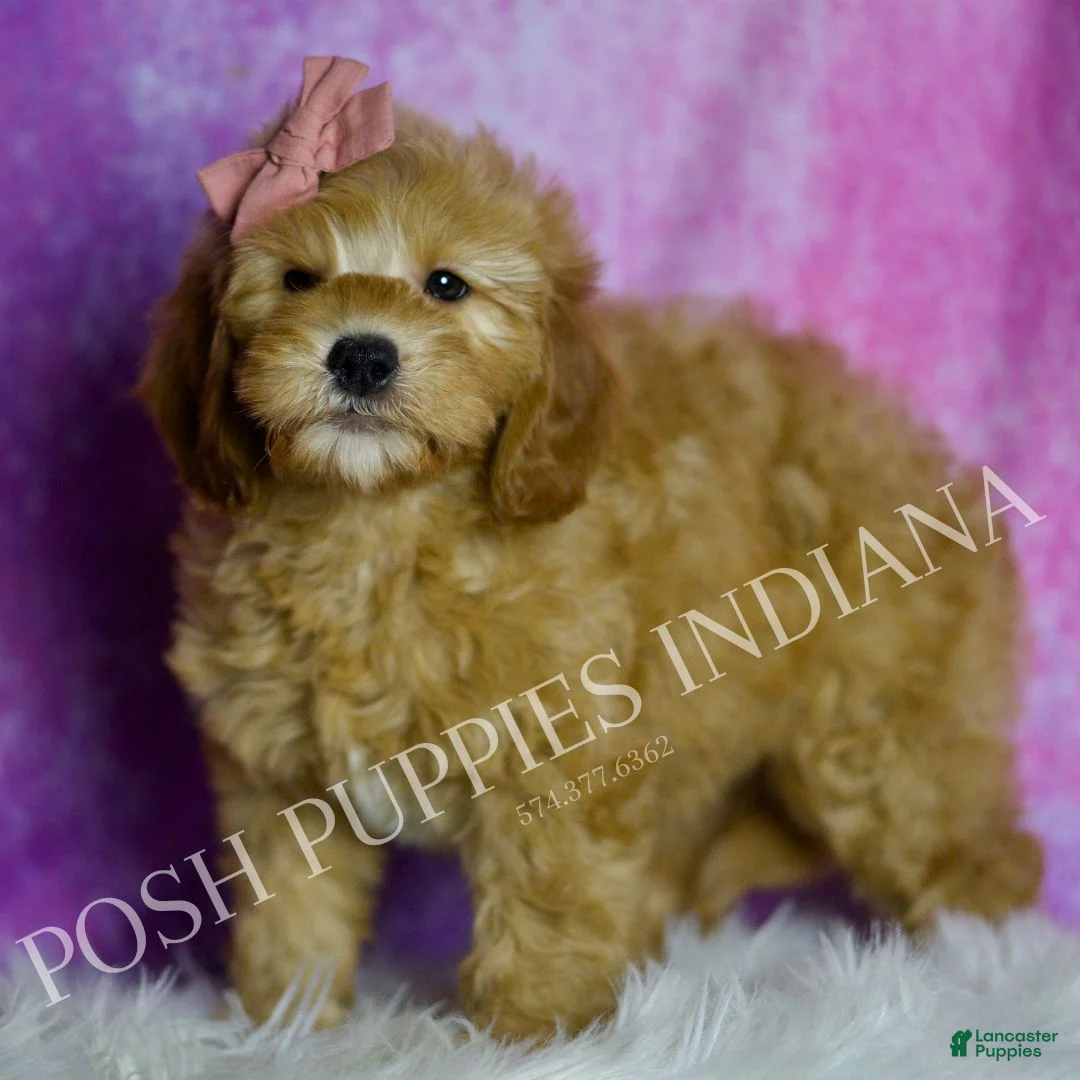 Mini Goldendoodle dogs for sale: Cleo - Ad 4