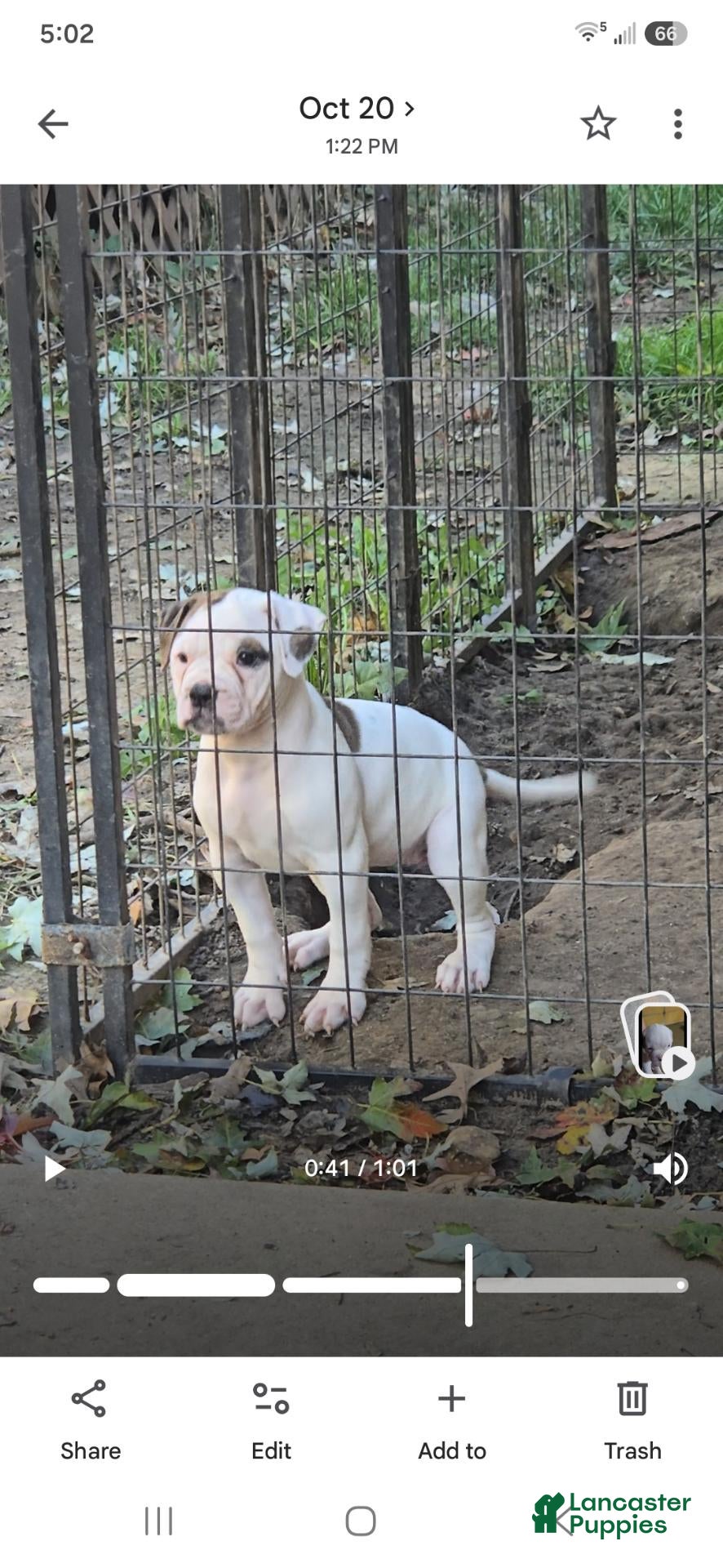 American Bulldog dogs American Bulldog 1 - Ad 1