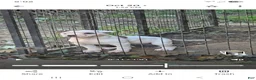 American Bulldog dogs for sale: American Bulldog 1 - Ad 1