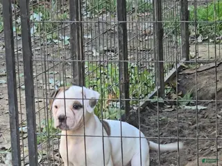 American Bulldog dogs American Bulldog 1 - Ad 1