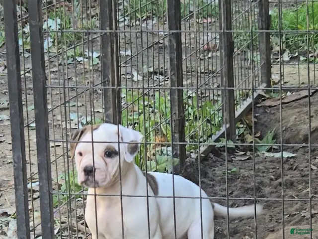 American Bulldog dogs for sale: American Bulldog 1 - Ad 1