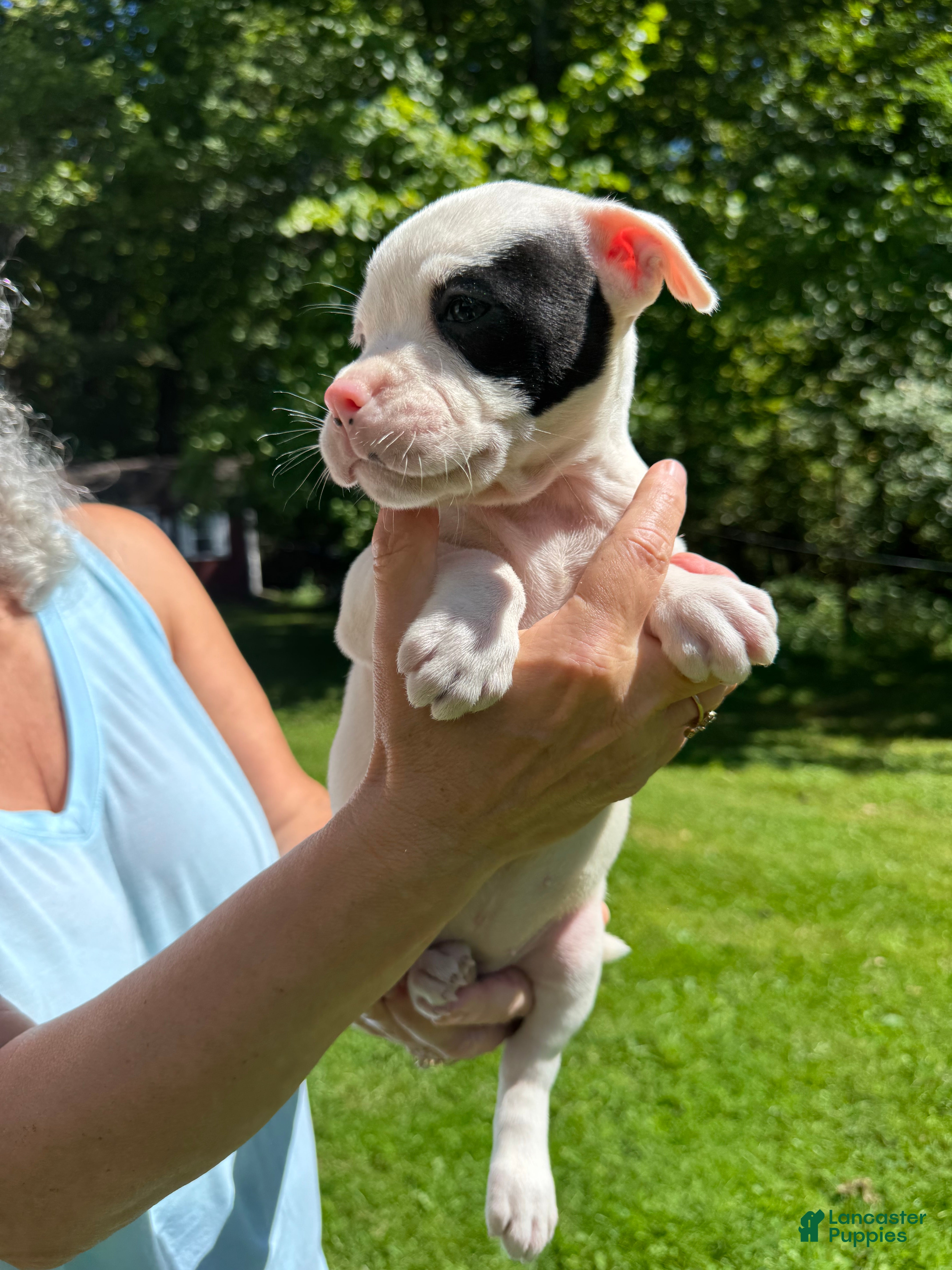 American Bulldog dogs Female 1 - Ad 2