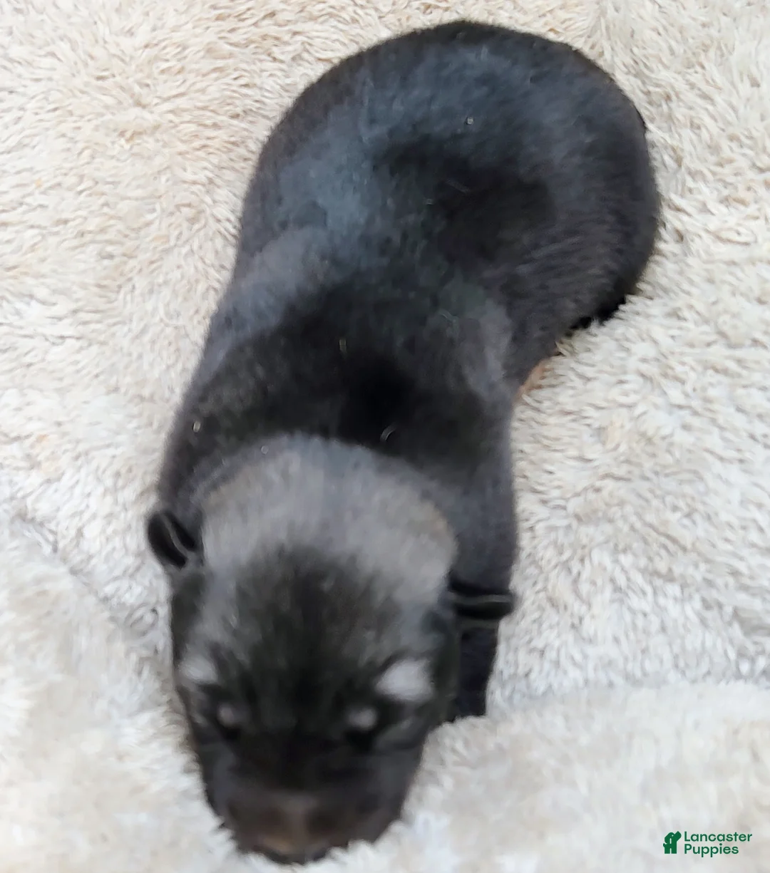 Siberian Husky dogs for sale: Siberian Husky Puppy 1 - Ad 2