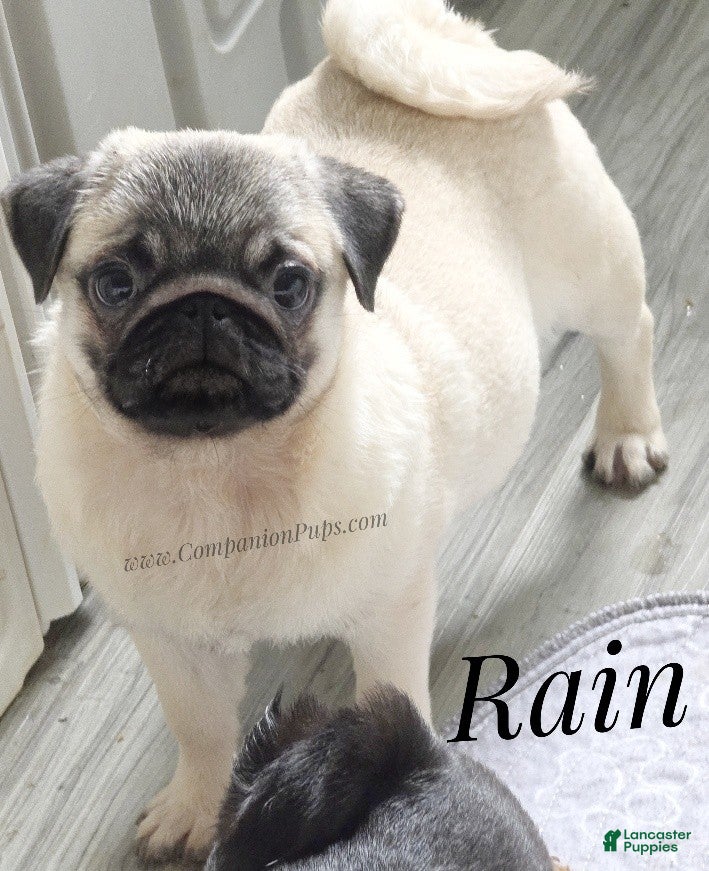 Pug dogs Rain - Silver Fawn Male Pug Puppy - Ad 2