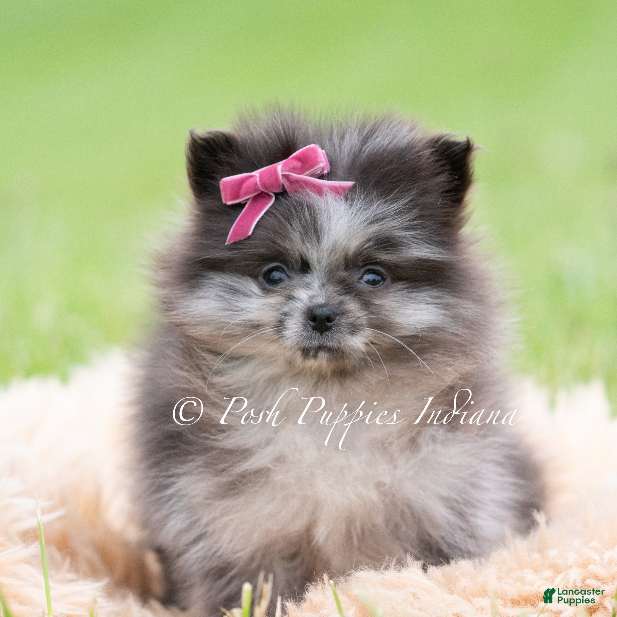Pomeranian dogs for sale: Lucy AKC - Ad 1