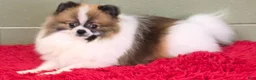 Pomeranian dogs for sale: Bits - Ad 9