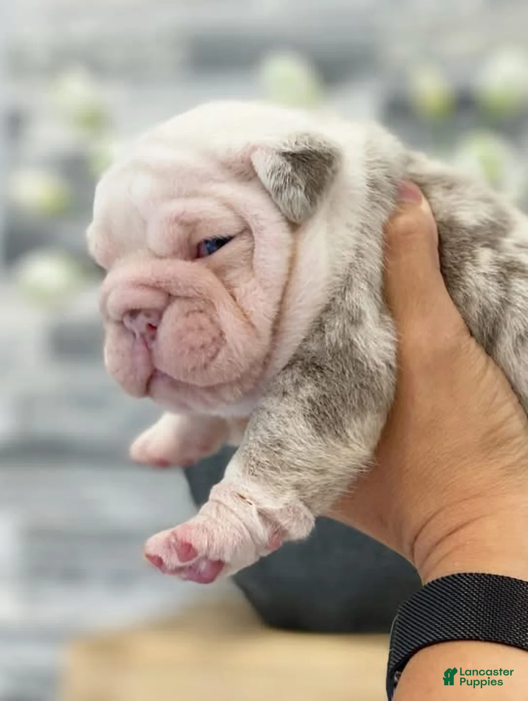 English Bulldog dogs for sale: Daisy - Ad 2