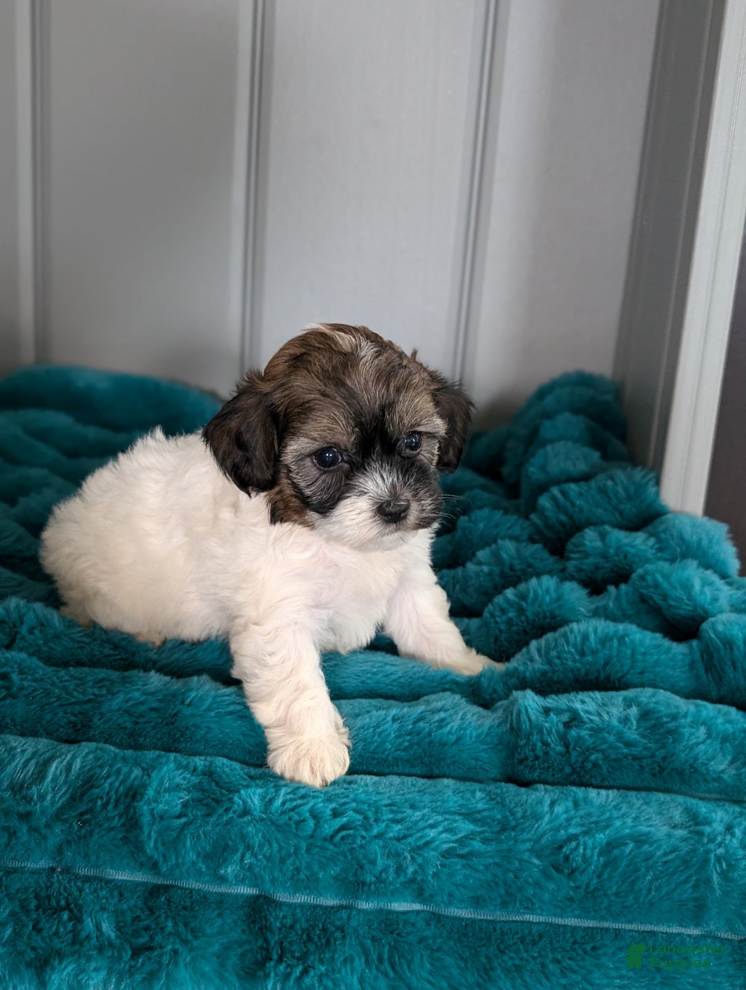 Havapoo dogs for sale: Oakley  - Ad 6