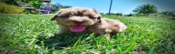 Havapoo dogs for sale: Innocent - Ad 23