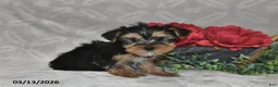 Yorkshire Terrier dogs for sale: Blake - Ad 2