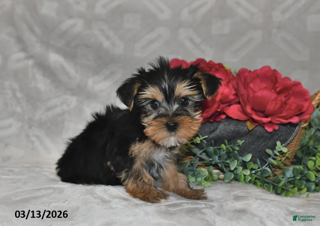 Yorkshire Terrier dogs for sale: Blake - Ad 2