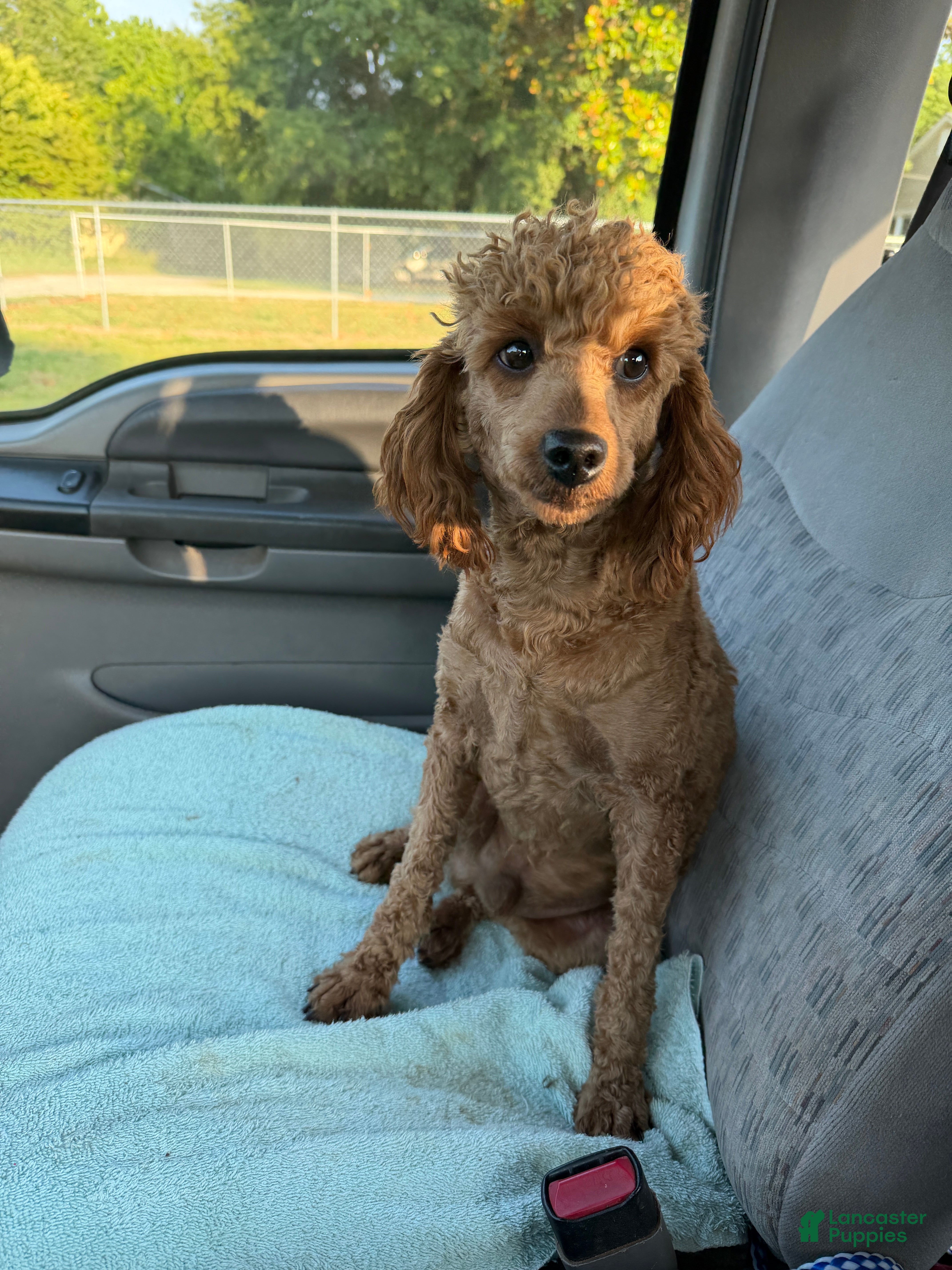 Miniature Poodle dogs Brent - Ad 29