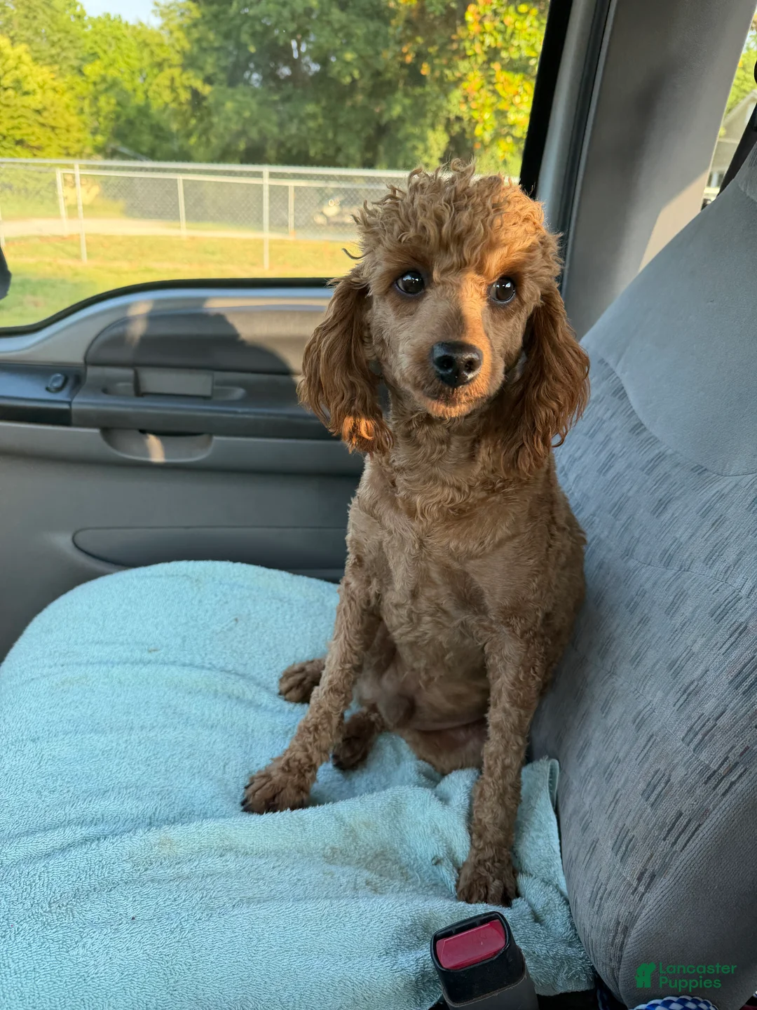 Miniature Poodle dogs for sale: Brent - Ad 1