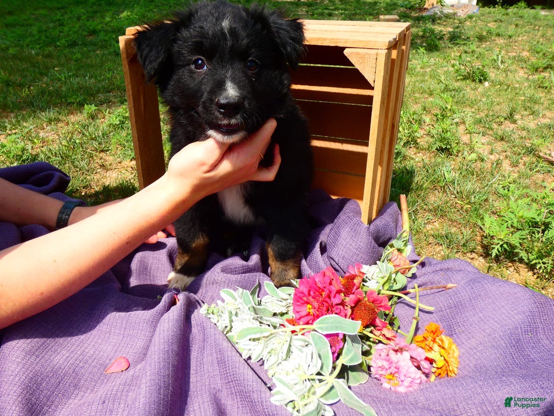 Gallery Image {{count}}