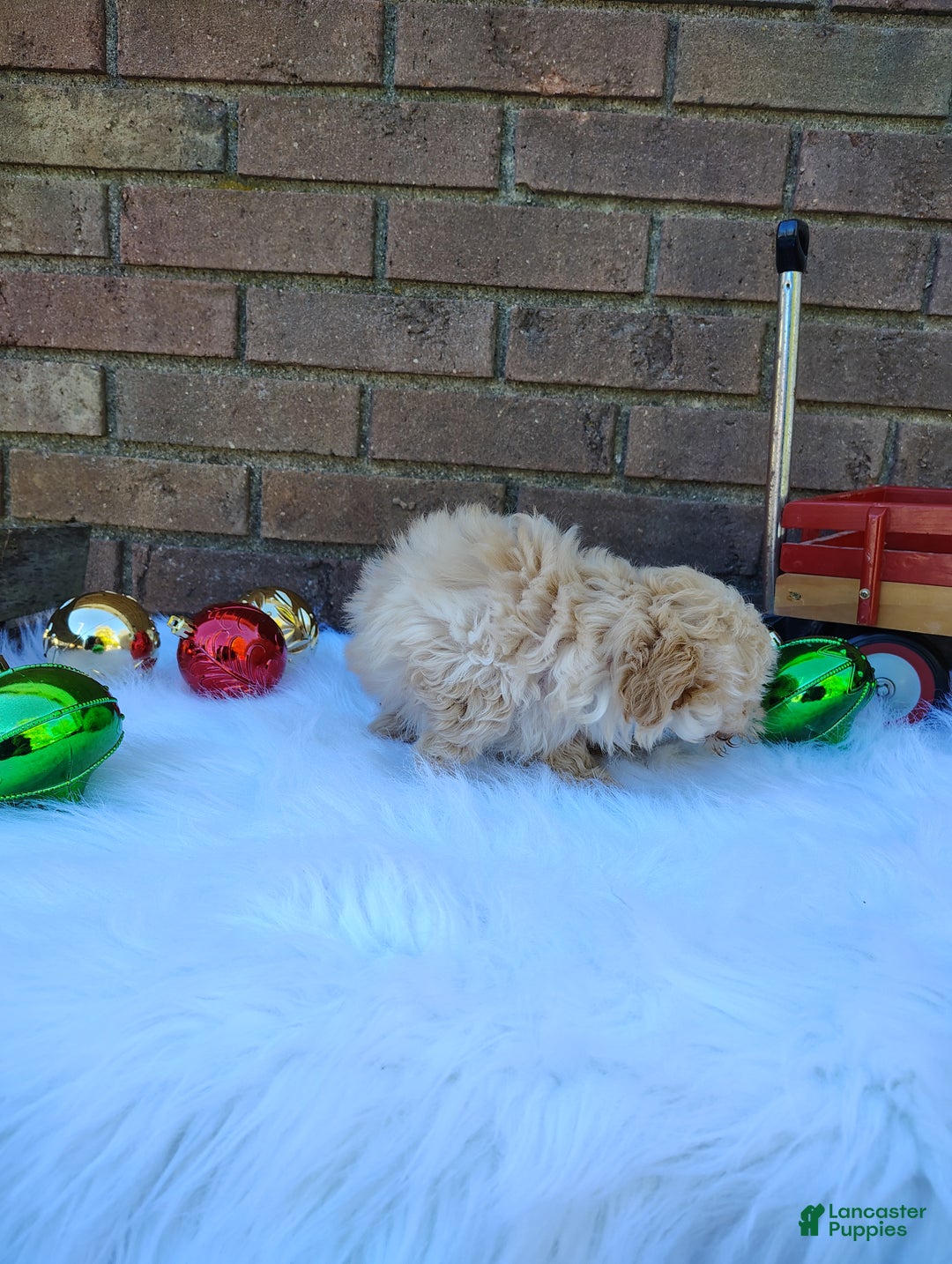 Chipoo dogs for sale: Nena - Ad 3