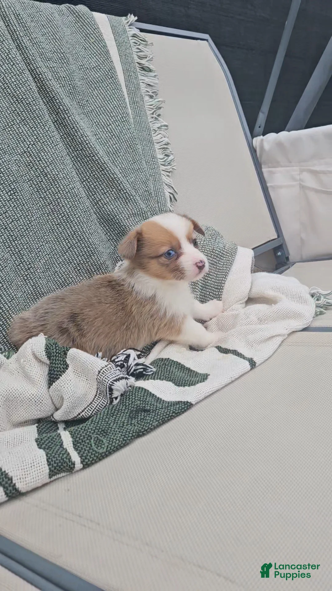 Mixed Breed dogs for sale: Remi - Ad 5