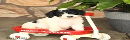 Double Doodle dogs for sale: Bandit - Ad 2
