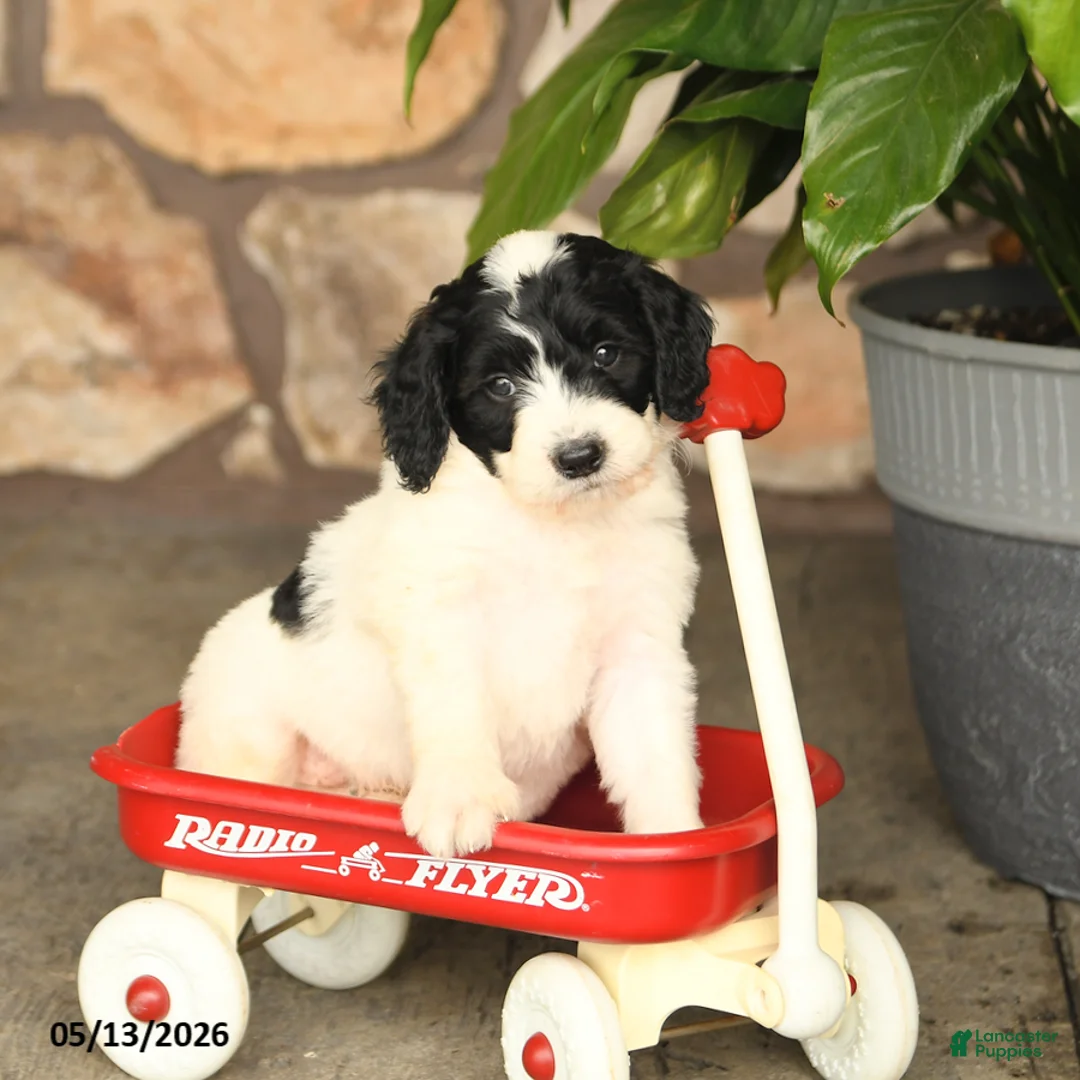 Double Doodle dogs for sale: Bandit - Ad 2