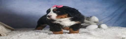 Bernese Mountain Dog dogs for sale: HANNAH - Ad 10