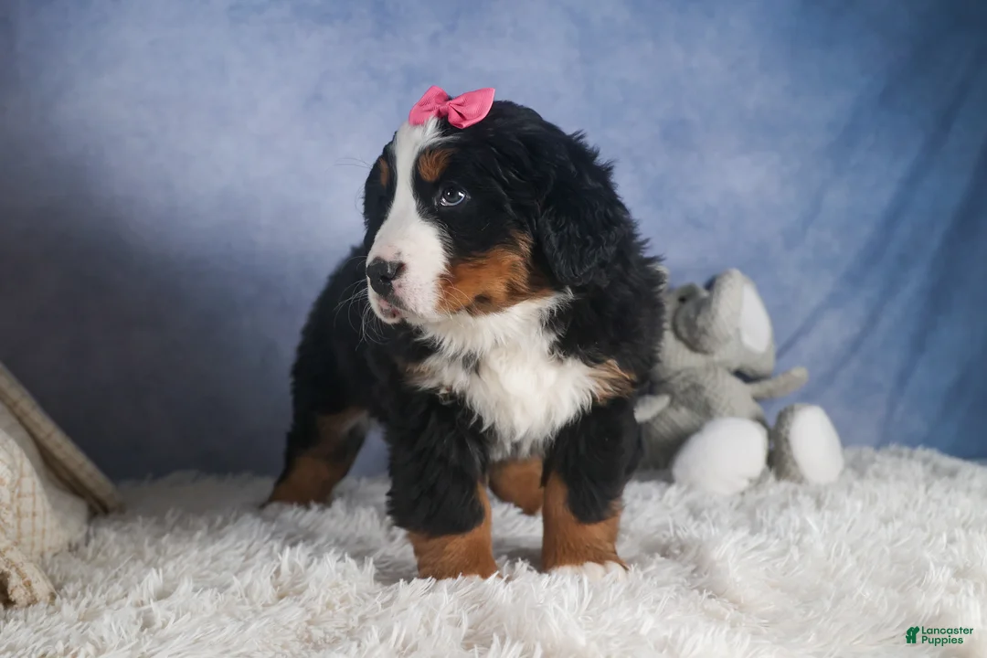 Bernese Mountain Dog dogs for sale: HANNAH - Ad 10