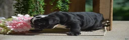 English Bulldog dogs for sale: Panda - Ad 2