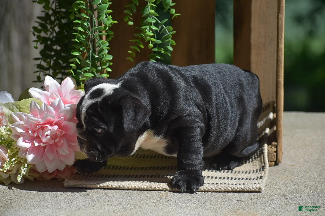 English Bulldog dogs for sale: Panda - Ad 2