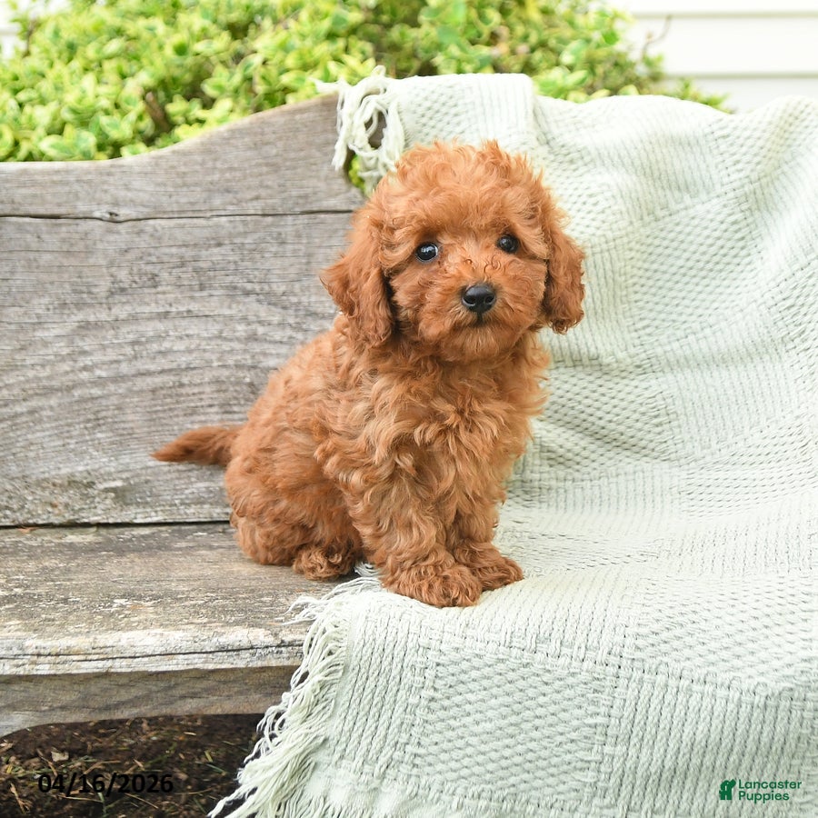 Miniature Poodle dogs Newt - Ad 1
