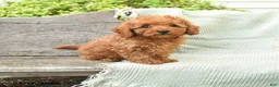 Miniature Poodle dogs for sale: Newt - Ad 1
