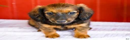 Miniature Dachshund dogs for sale: Bryce - Ad 8
