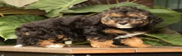 Mini Bernedoodle dogs for sale: Sheldon - Ad 8