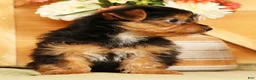 Yorkshire Terrier dogs for sale: Sammy - Ad 5