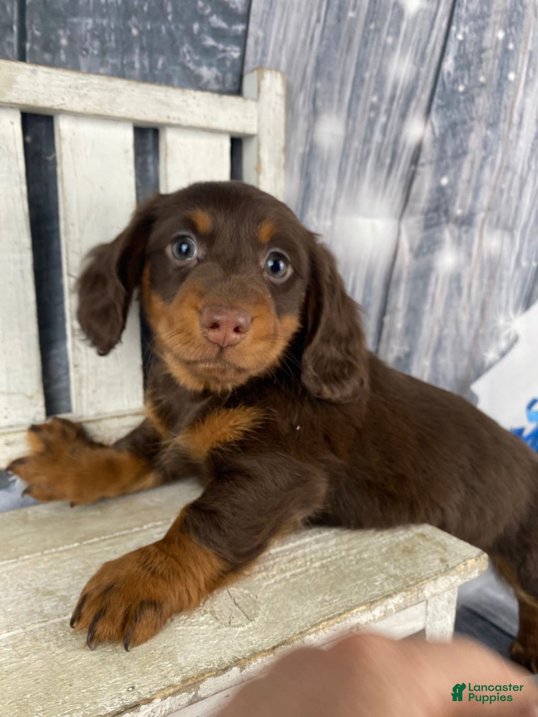 Miniature Dachshund dogs for sale: Lexi - Ad 11